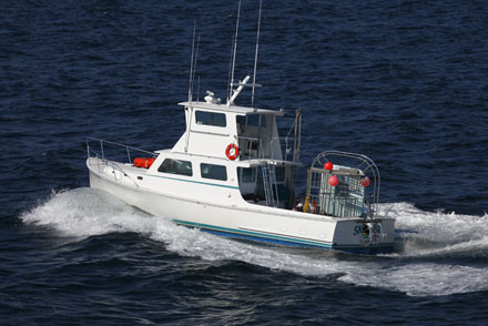 Searching for RI Sharks